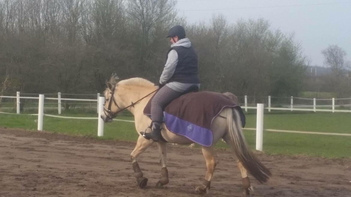 Fjordhest Thilde billede 43