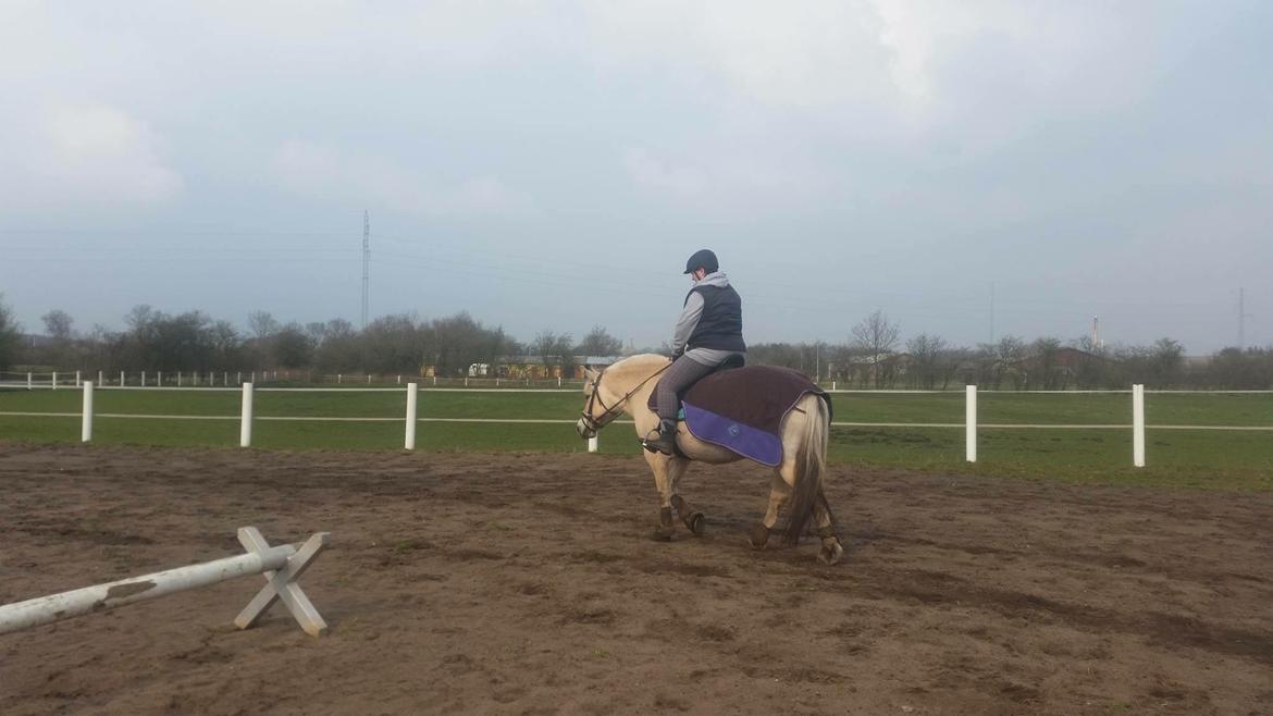 Fjordhest Thilde billede 44