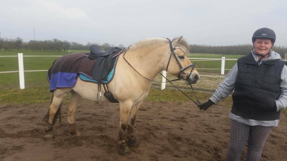Fjordhest Thilde billede 46