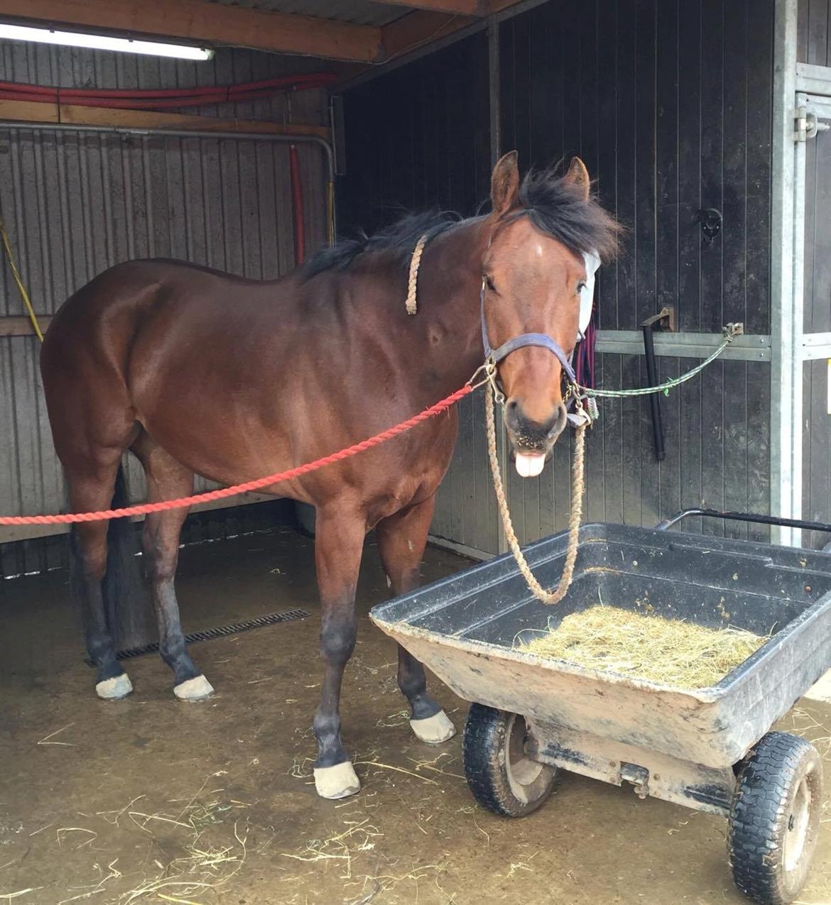 Quarter One Hot Destination billede 15