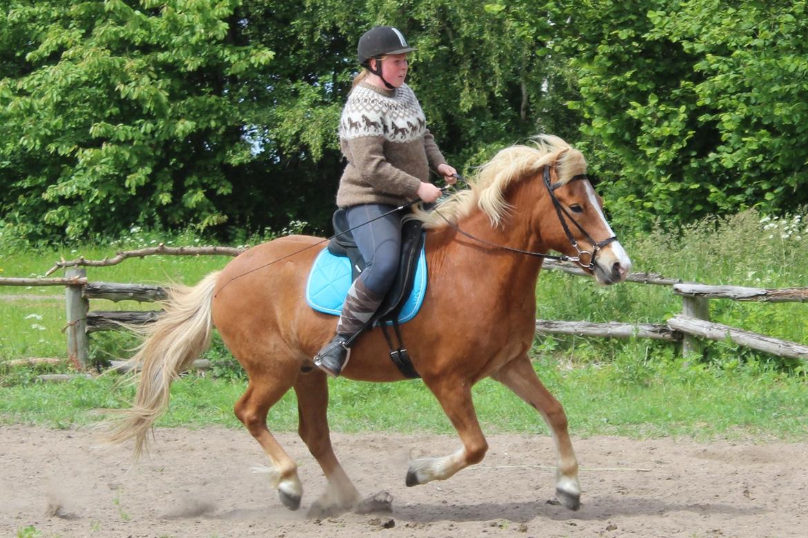Islænder Reimar fra Skovvang - Reimar i galop. <3 billede 32