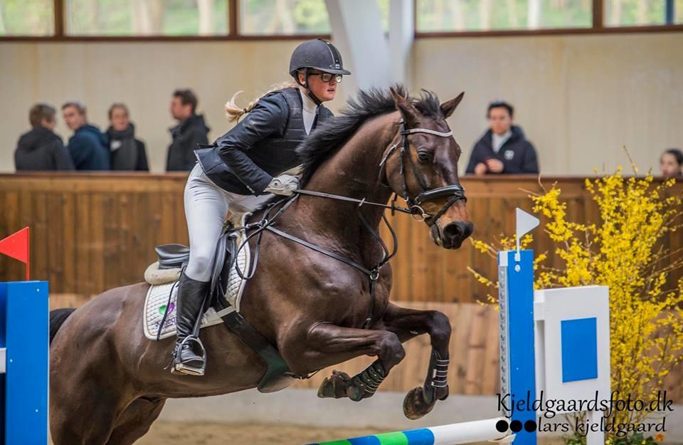 Dansk Varmblod Cocktail billede 39