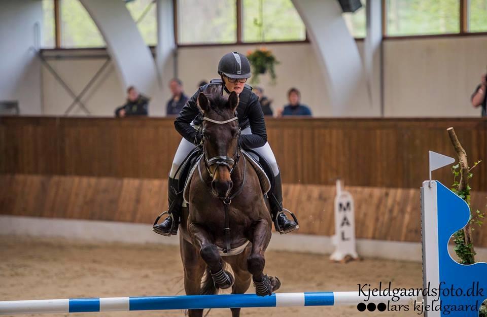 Dansk Varmblod Cocktail billede 45