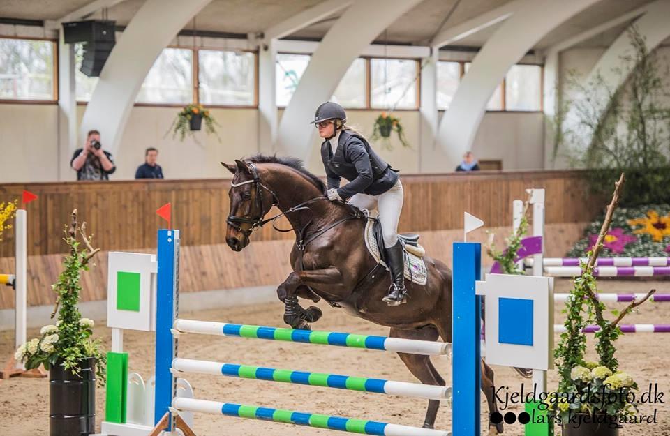 Dansk Varmblod Cocktail billede 50