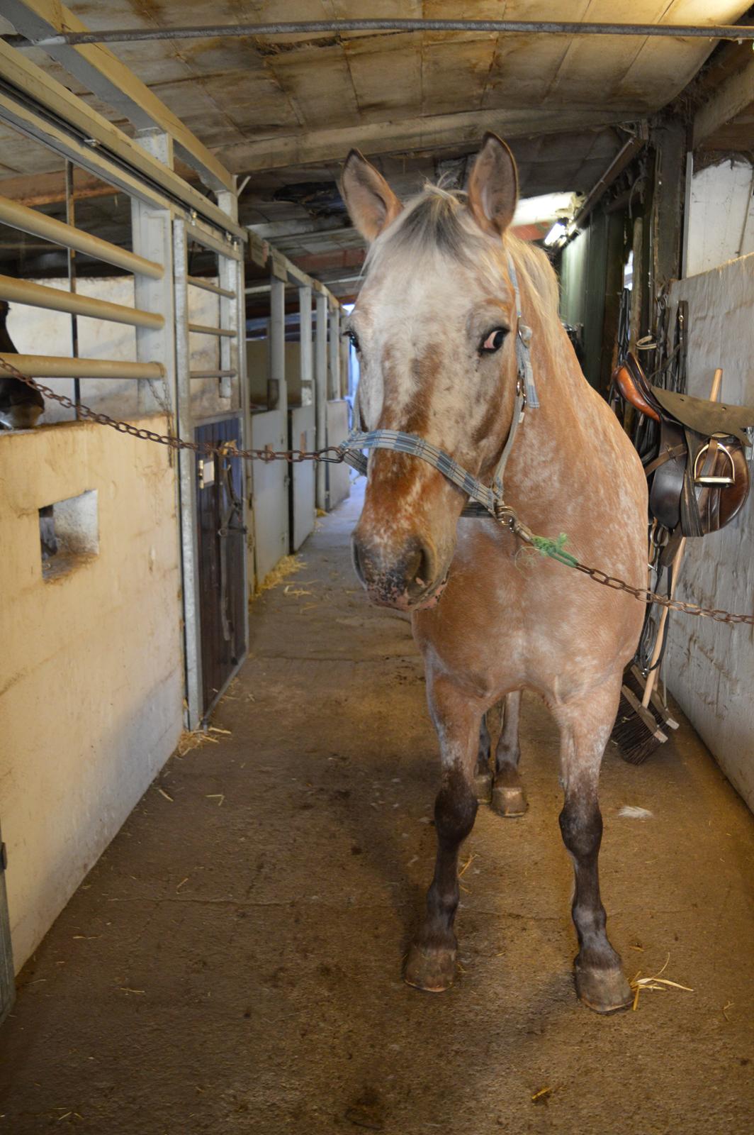 Anden særlig race Kasmir  billede 1