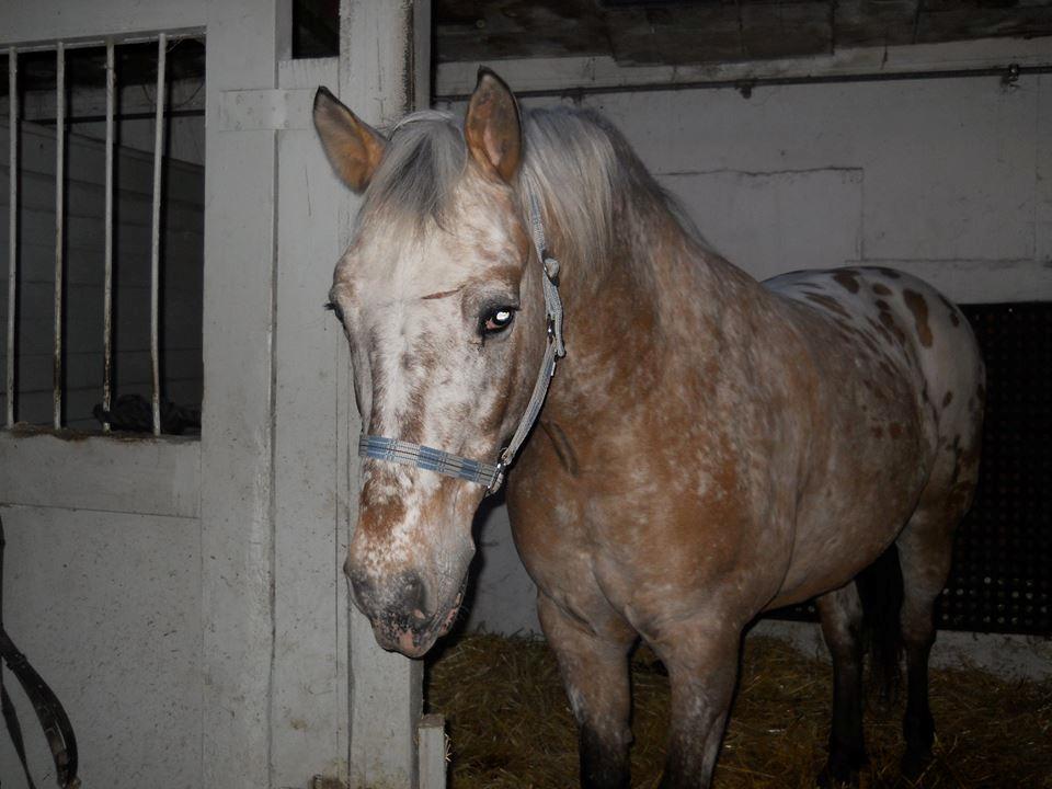 Anden særlig race Kasmir  billede 3