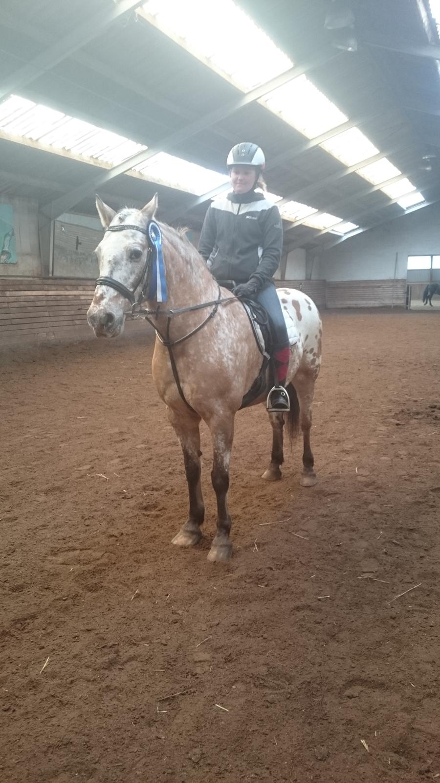 Anden særlig race Kasmir  billede 5