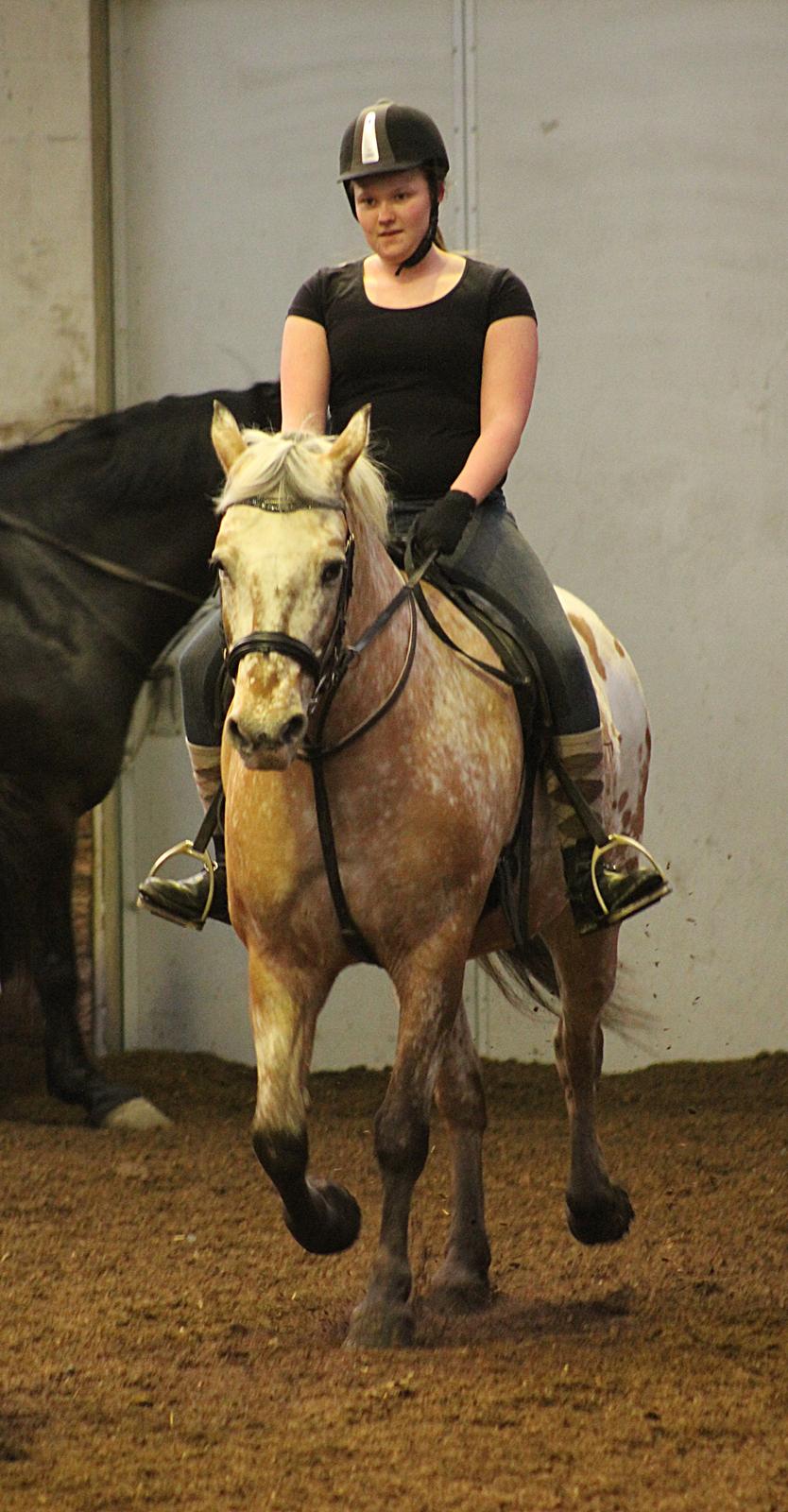 Anden særlig race Kasmir  billede 6