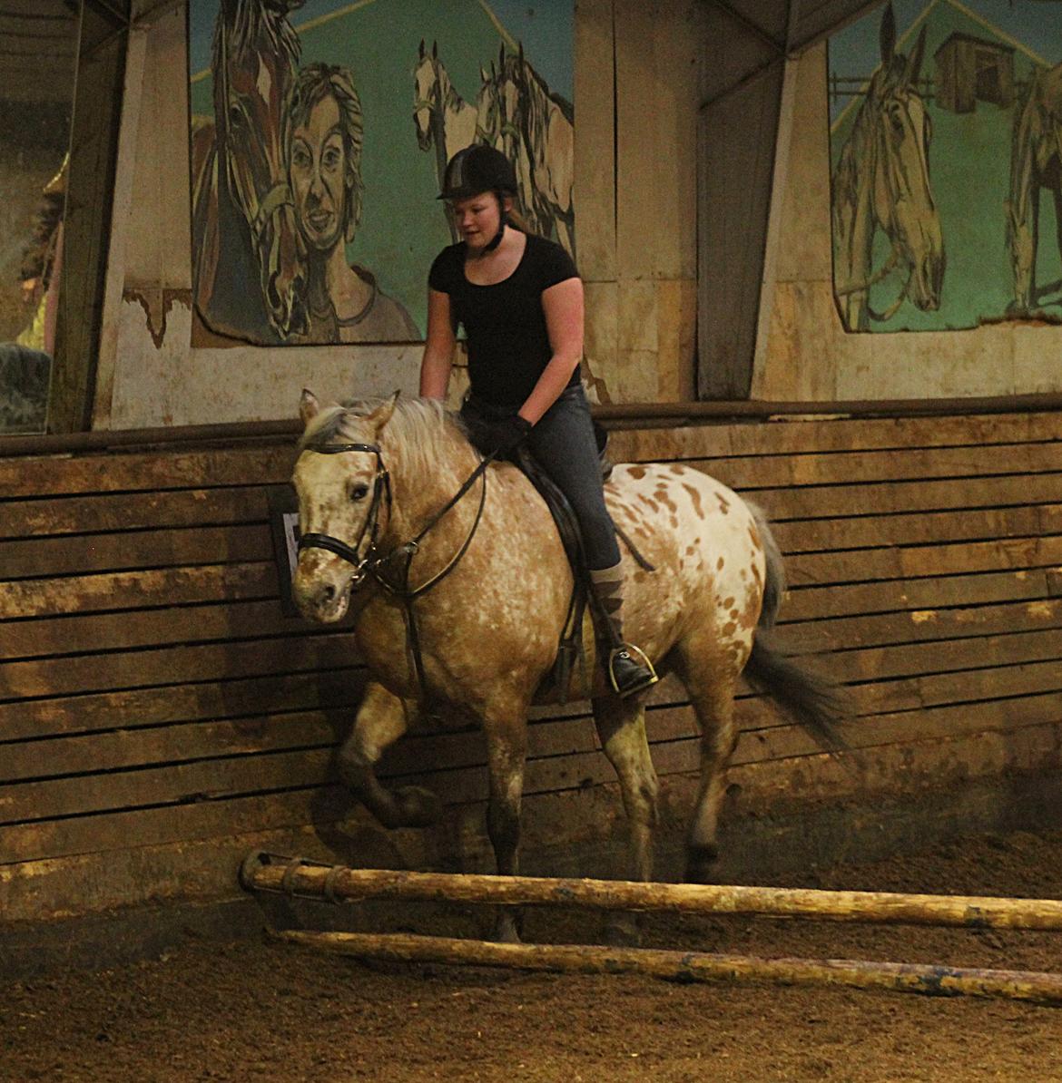 Anden særlig race Kasmir  billede 8