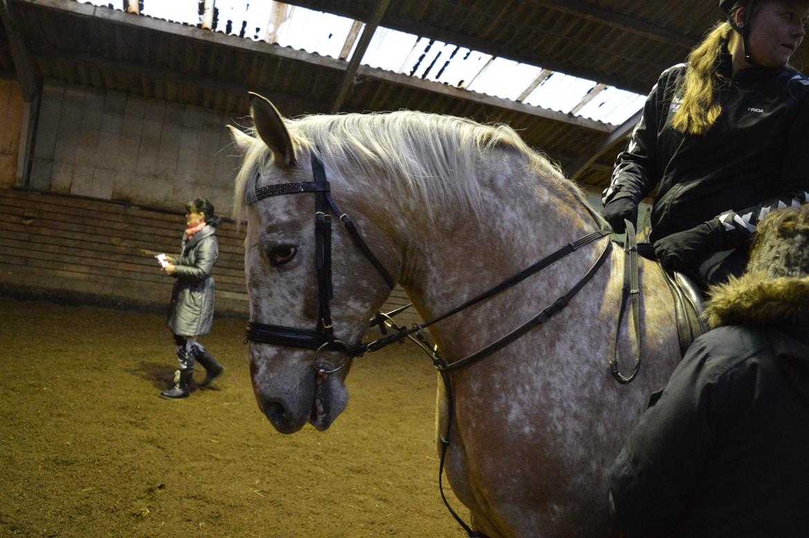 Anden særlig race Kasmir  billede 9