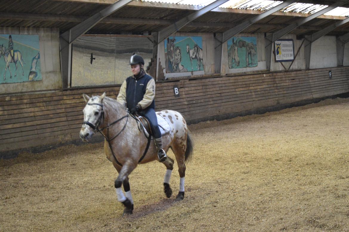 Anden særlig race Kasmir  billede 10