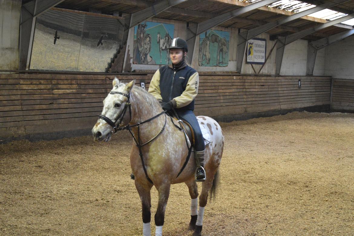 Anden særlig race Kasmir  billede 11