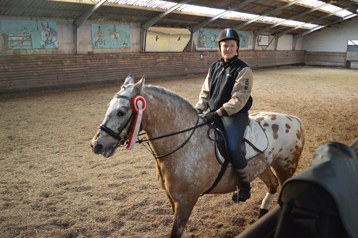 Anden særlig race Kasmir  billede 12