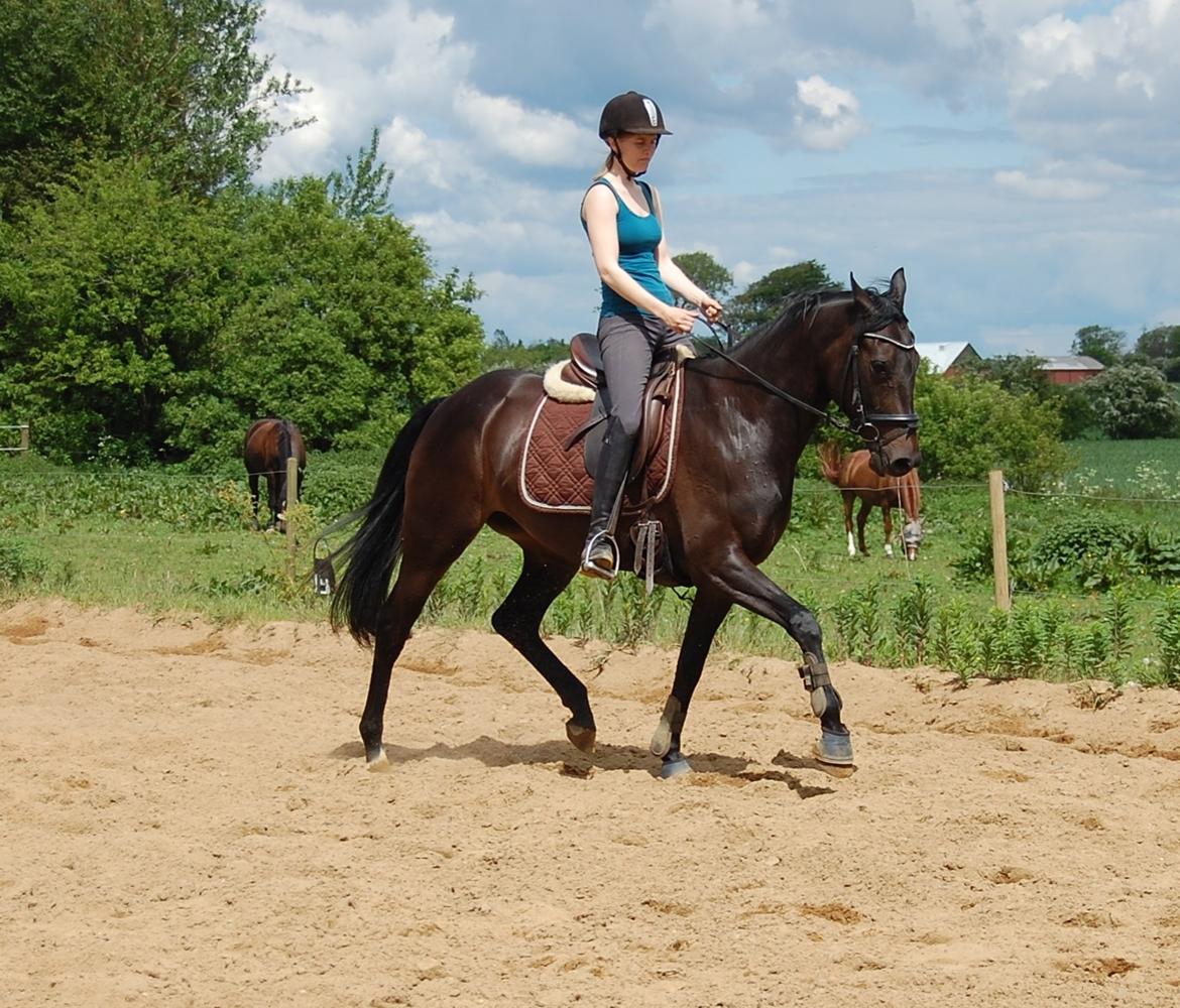 Dansk Varmblod Curly Ladegaard <3 billede 17