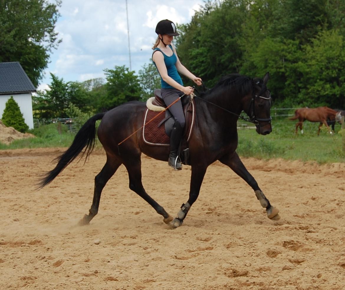 Dansk Varmblod Curly Ladegaard <3 billede 19