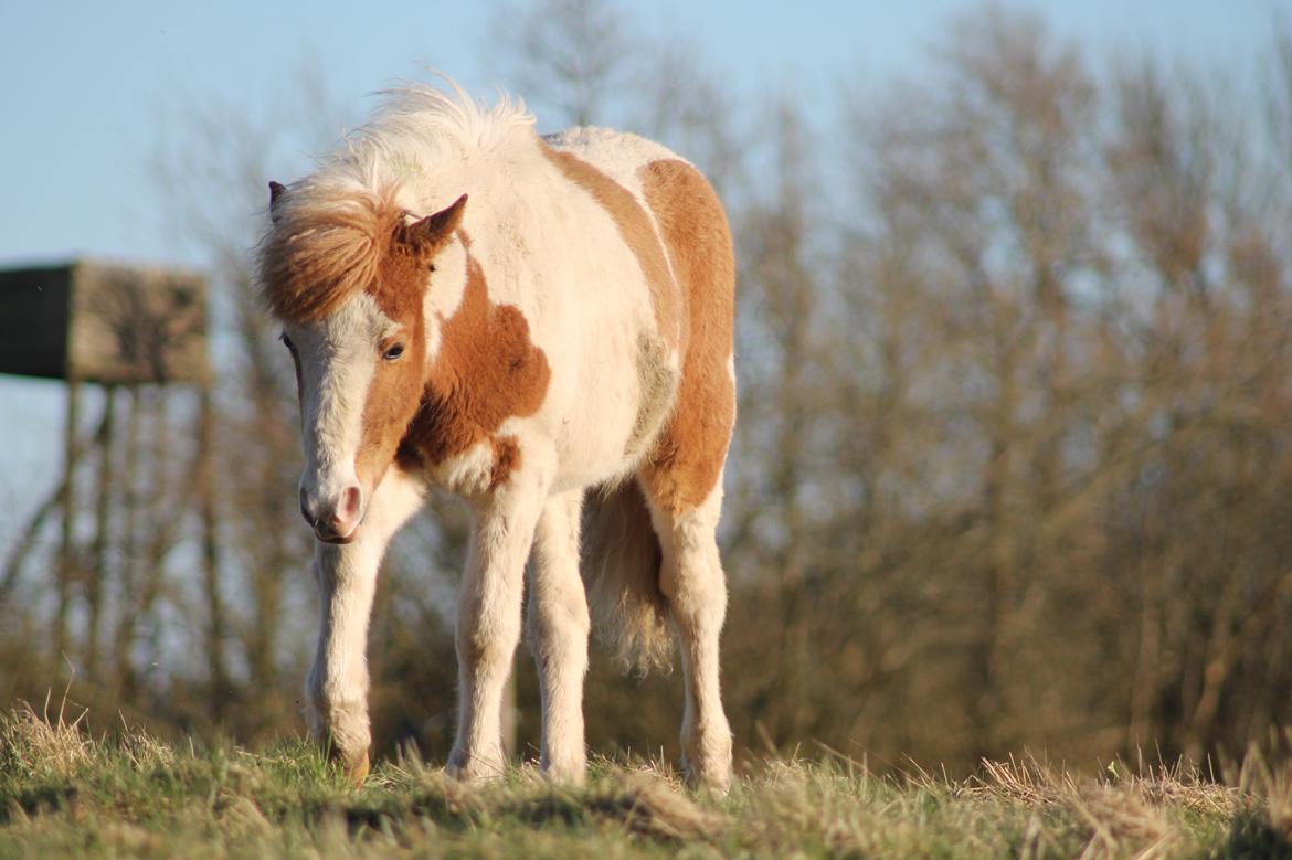 Islænder Flugandi fra Præstegården billede 16