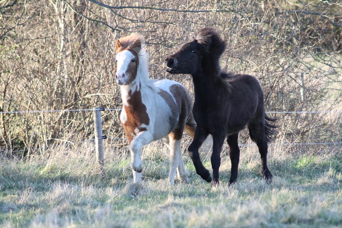 Islænder Flugandi fra Præstegården billede 18