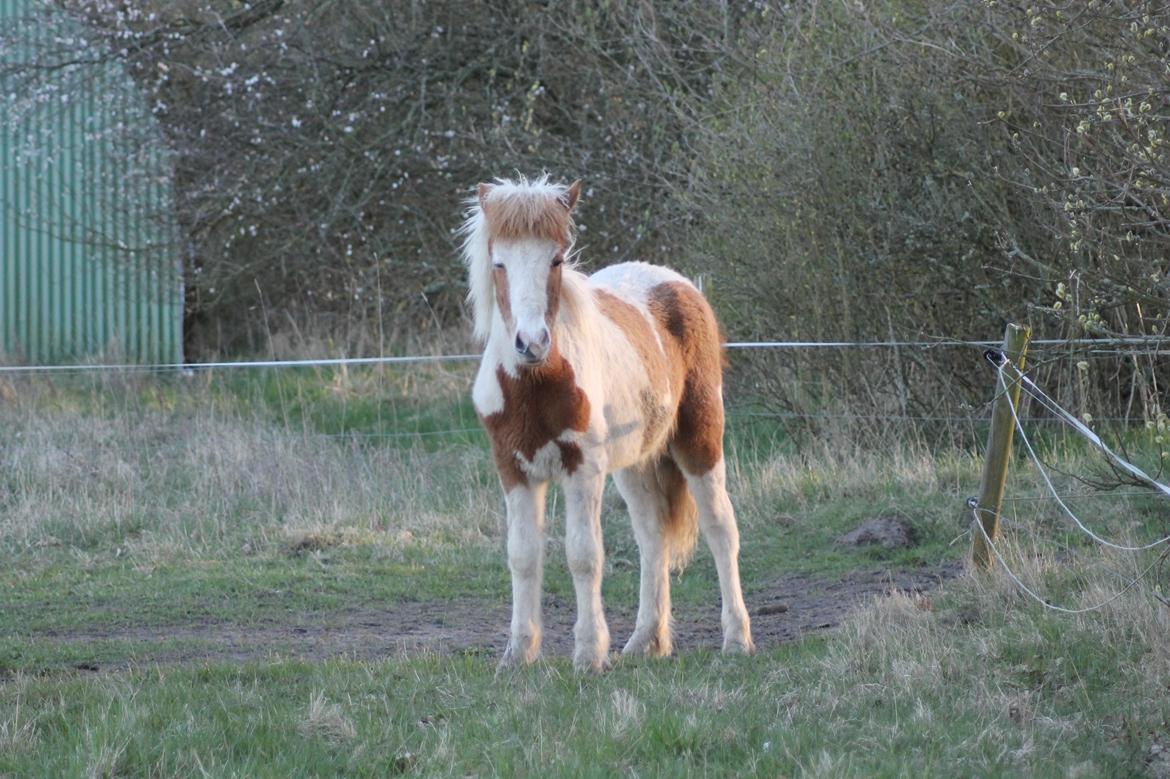 Islænder Flugandi fra Præstegården billede 19