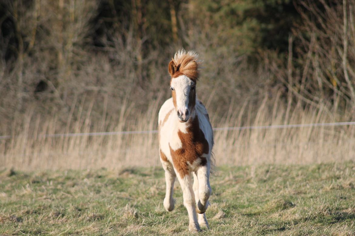Islænder Flugandi fra Præstegården billede 4