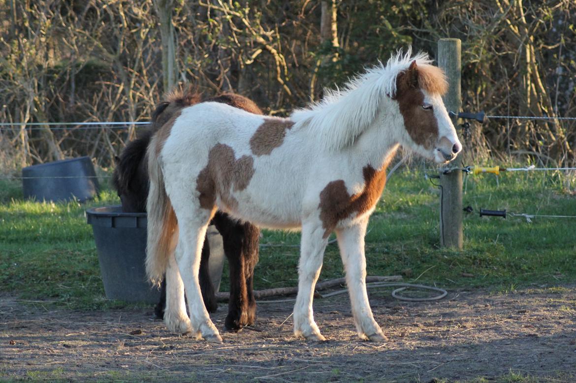 Islænder Flugandi fra Præstegården billede 13