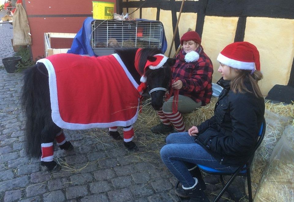 Shetlænder louis ( men blir kaldt BABY ) - JULEBYEN I NAKSKOV ÅR 2015 billede 31