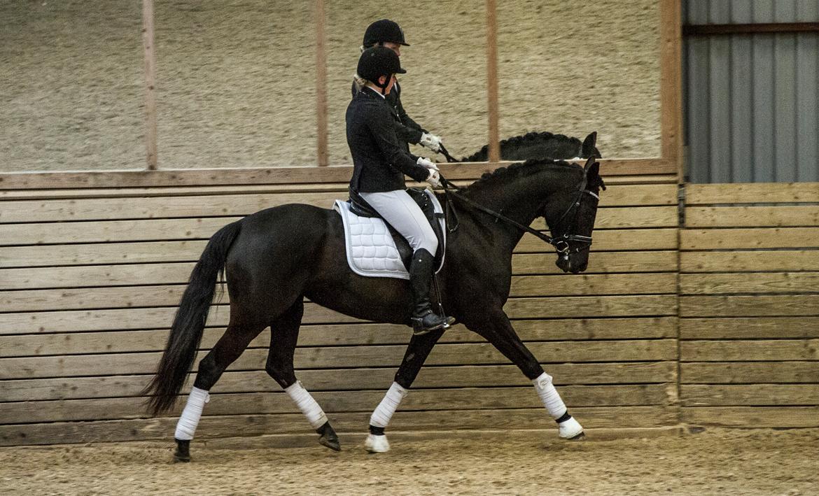 Trakehner Her Hershey Rimpler billede 14