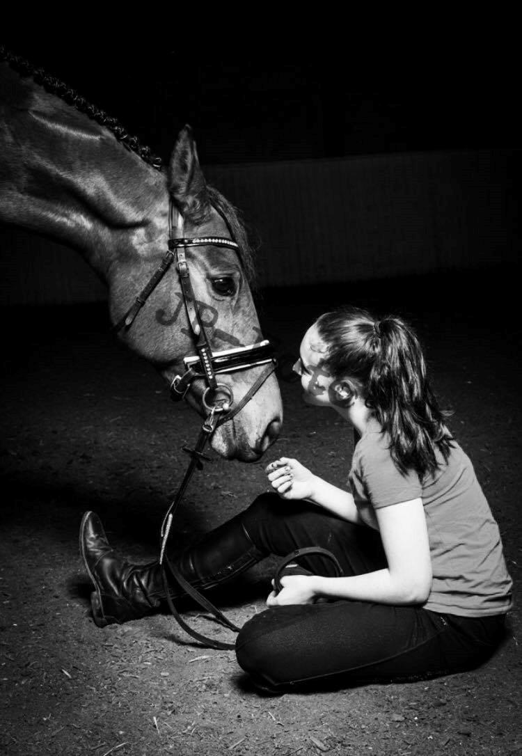 Polsk Varmblod Alvara billede 10