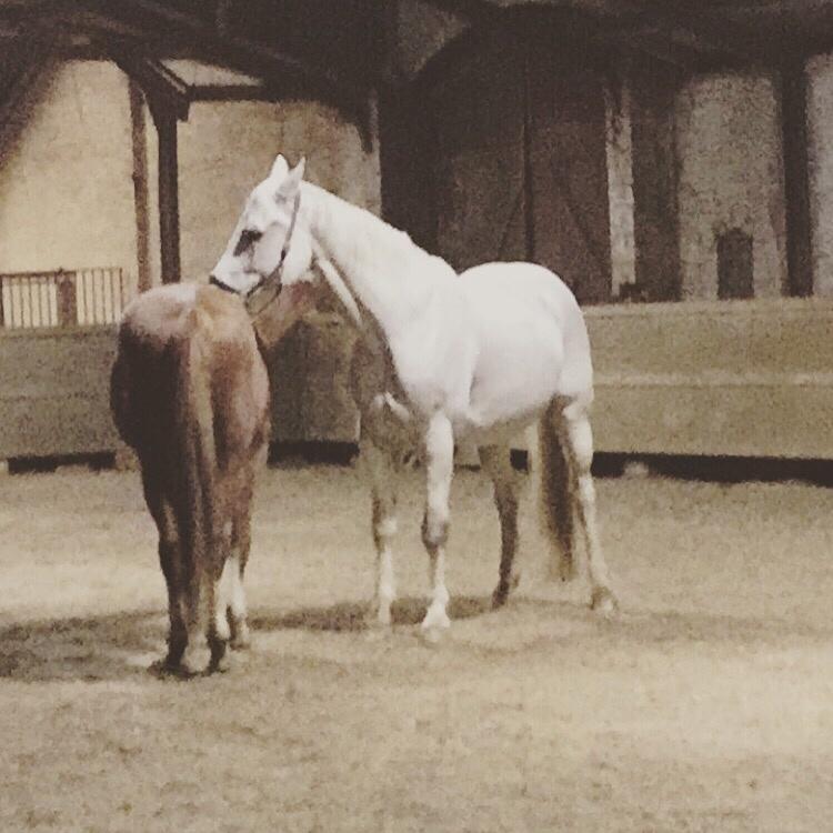 Holstener Quito billede 11