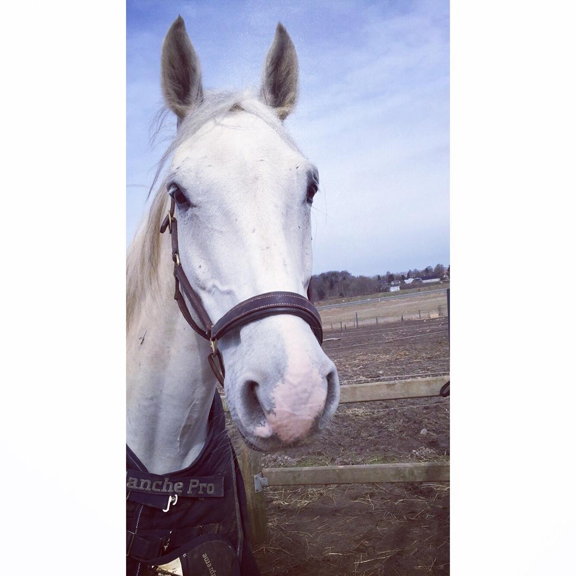 Holstener Quito billede 9