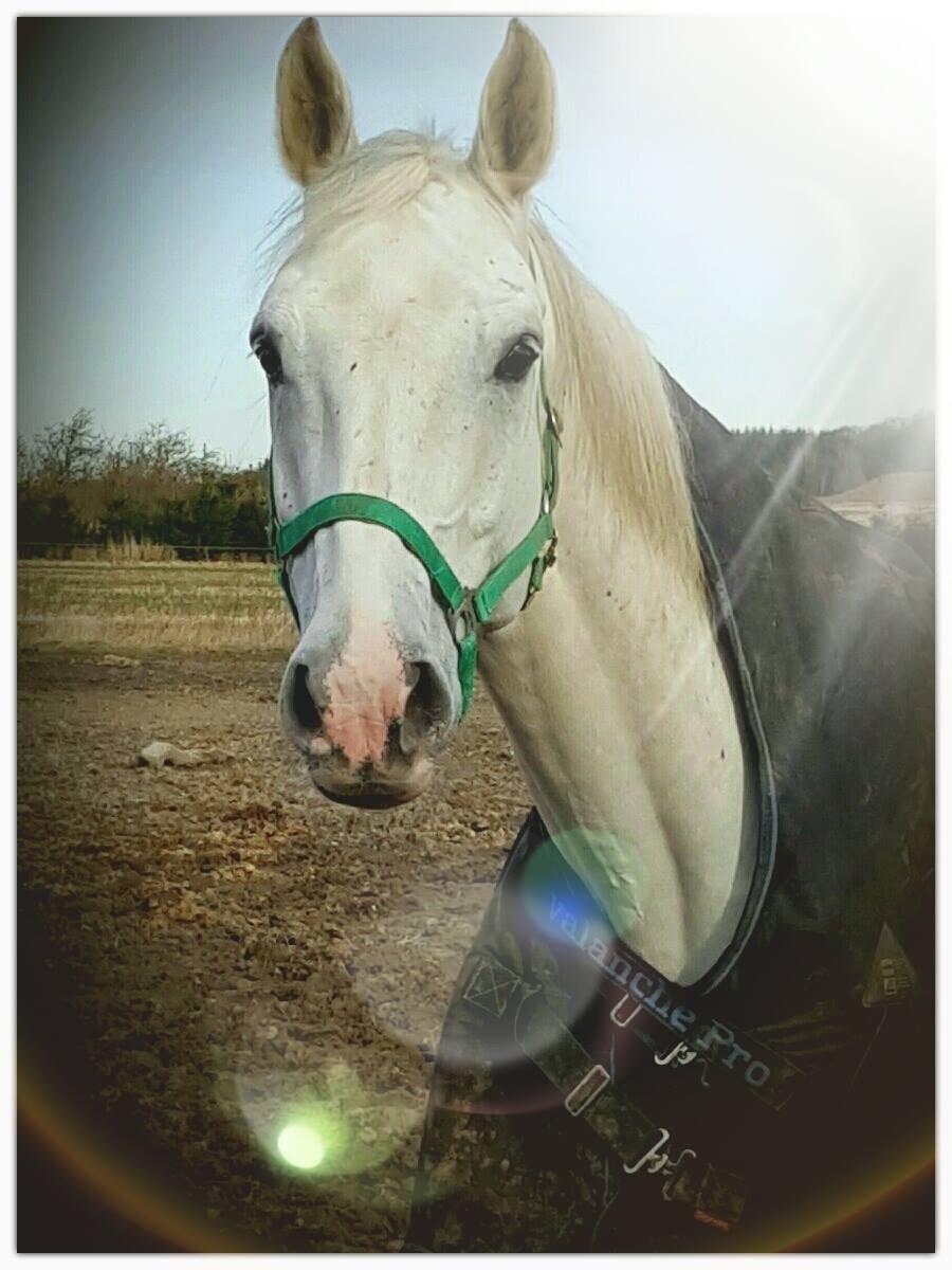 Holstener Quito billede 12