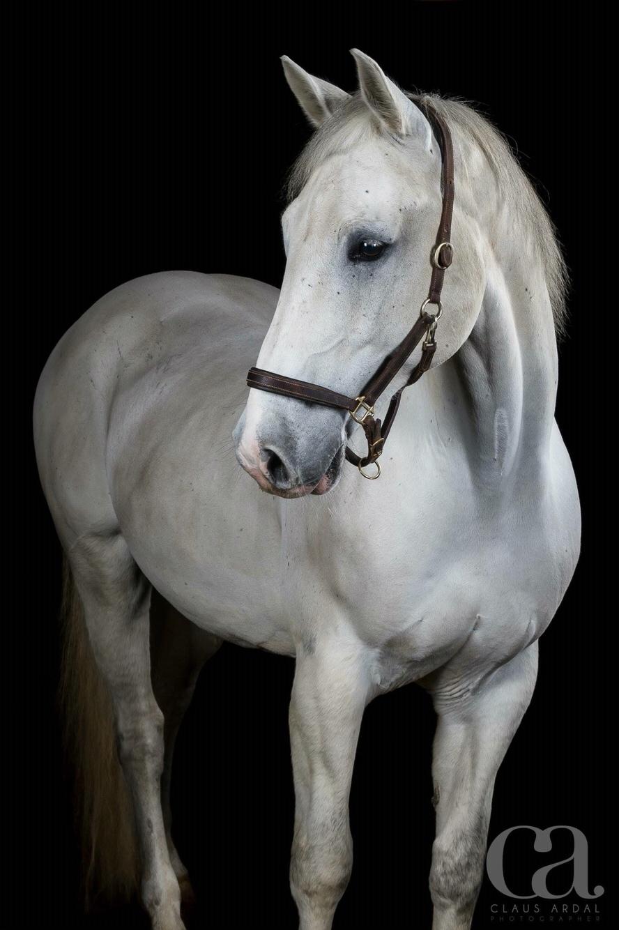 Holstener Quito billede 14