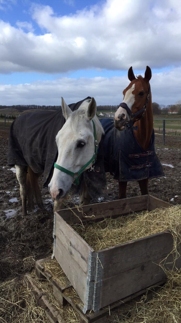 Holstener Quito billede 13