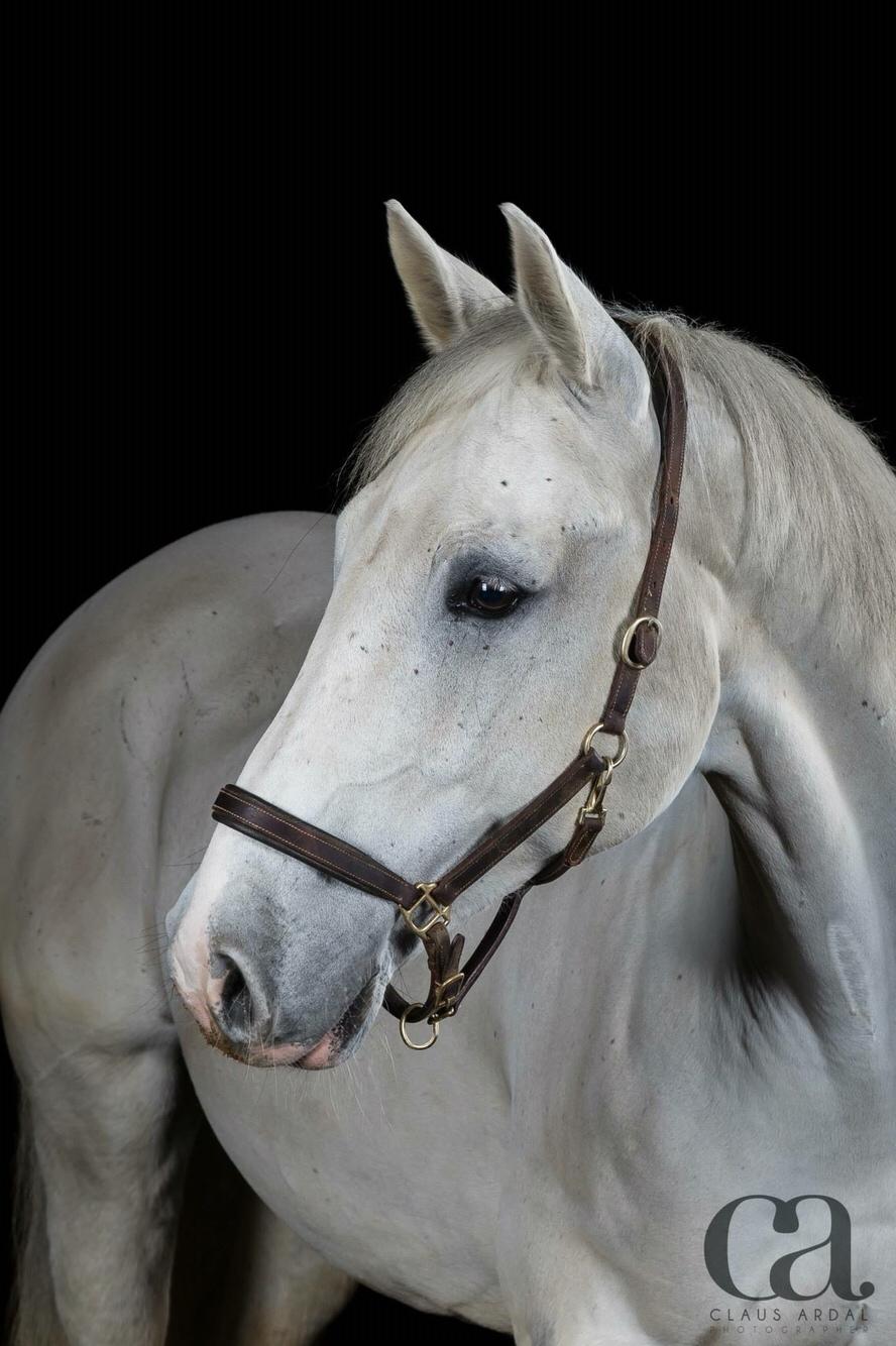 Holstener Quito billede 15