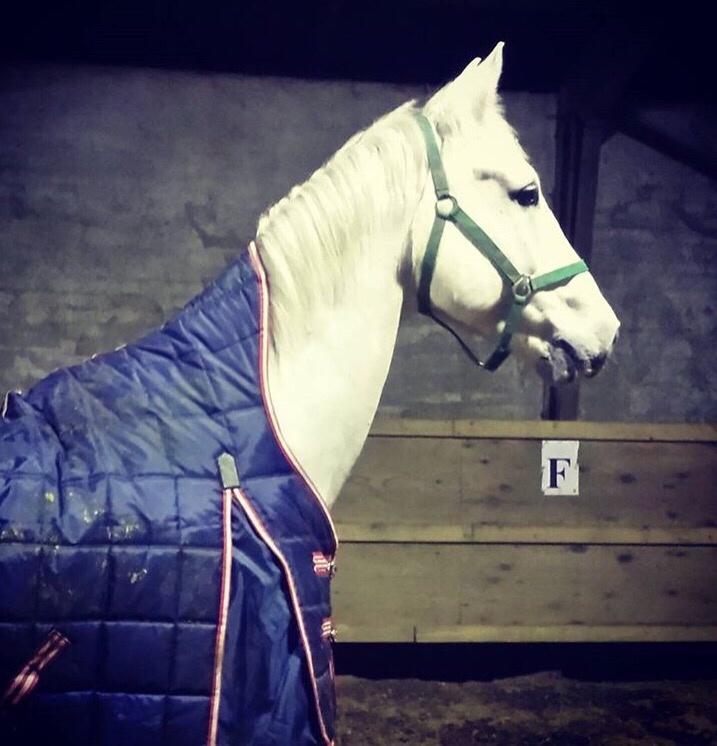 Holstener Quito billede 17