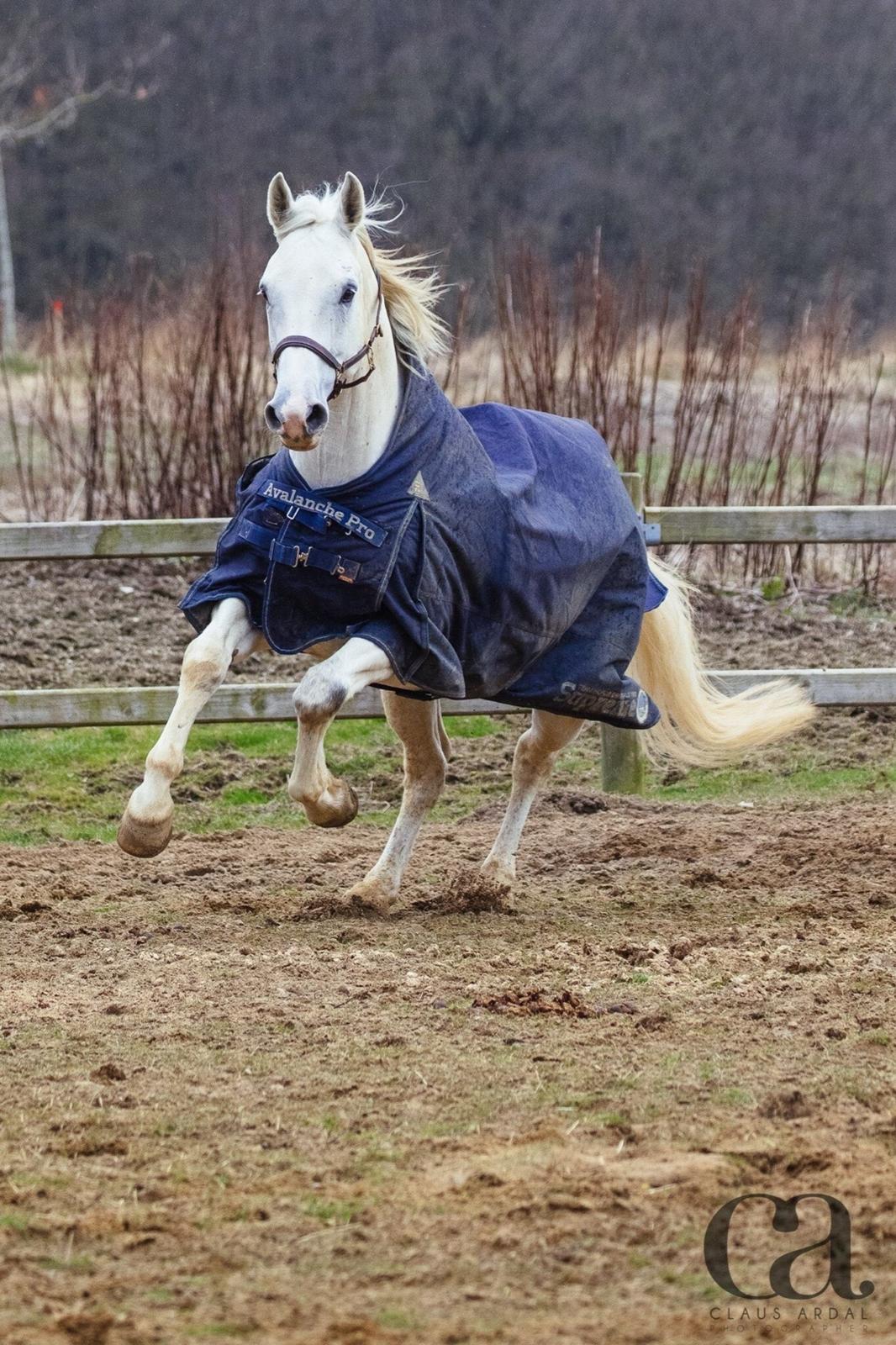 Holstener Quito billede 1