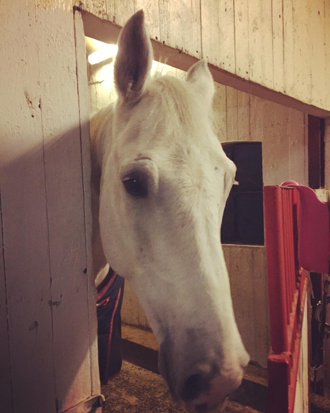 Holstener Quito billede 19