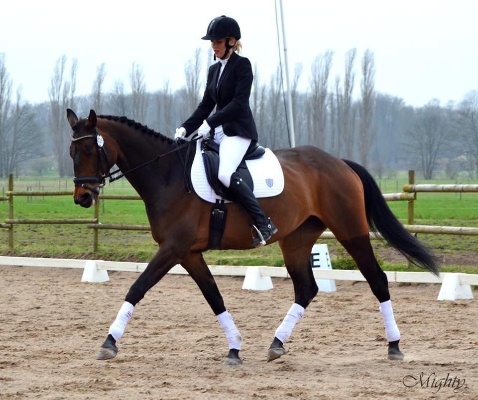 Dansk Varmblod Egevangens Kamille - SBGR dressurstævne 16-04-2016 billede 1