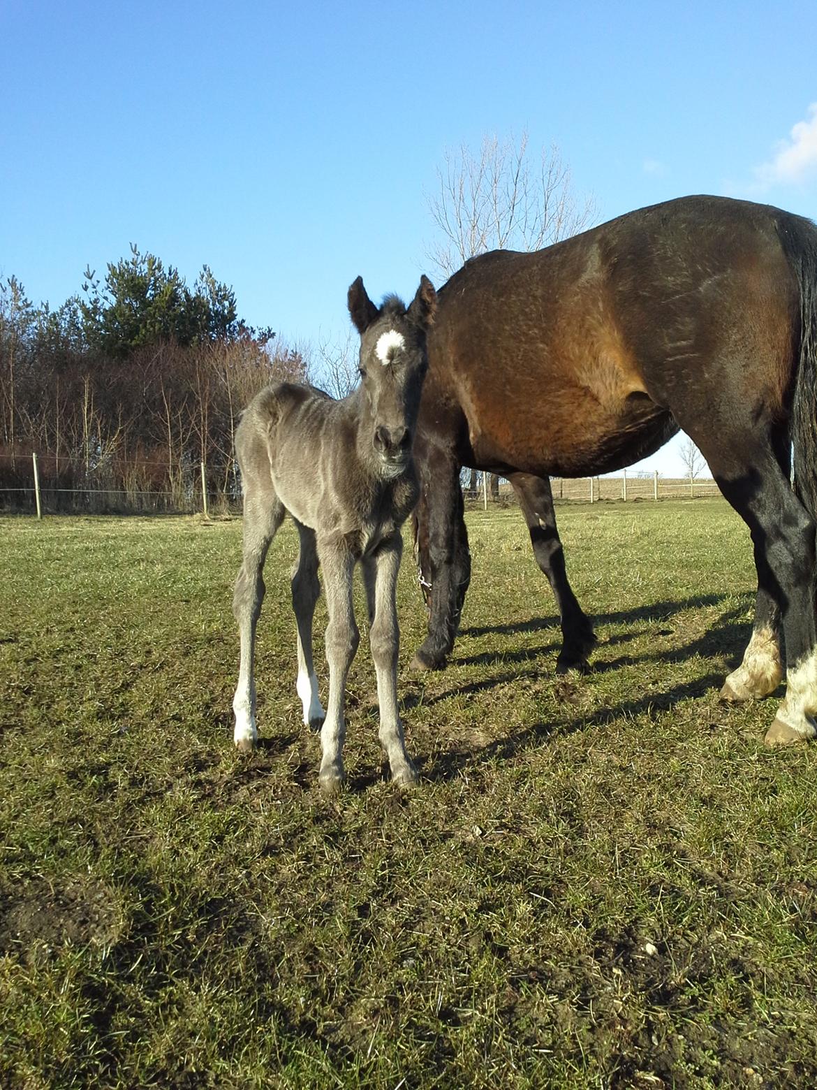 Welsh Partbred (Sec F) Struntze's Great Pleasure RSDH 784 - 24 timer gammel billede 16