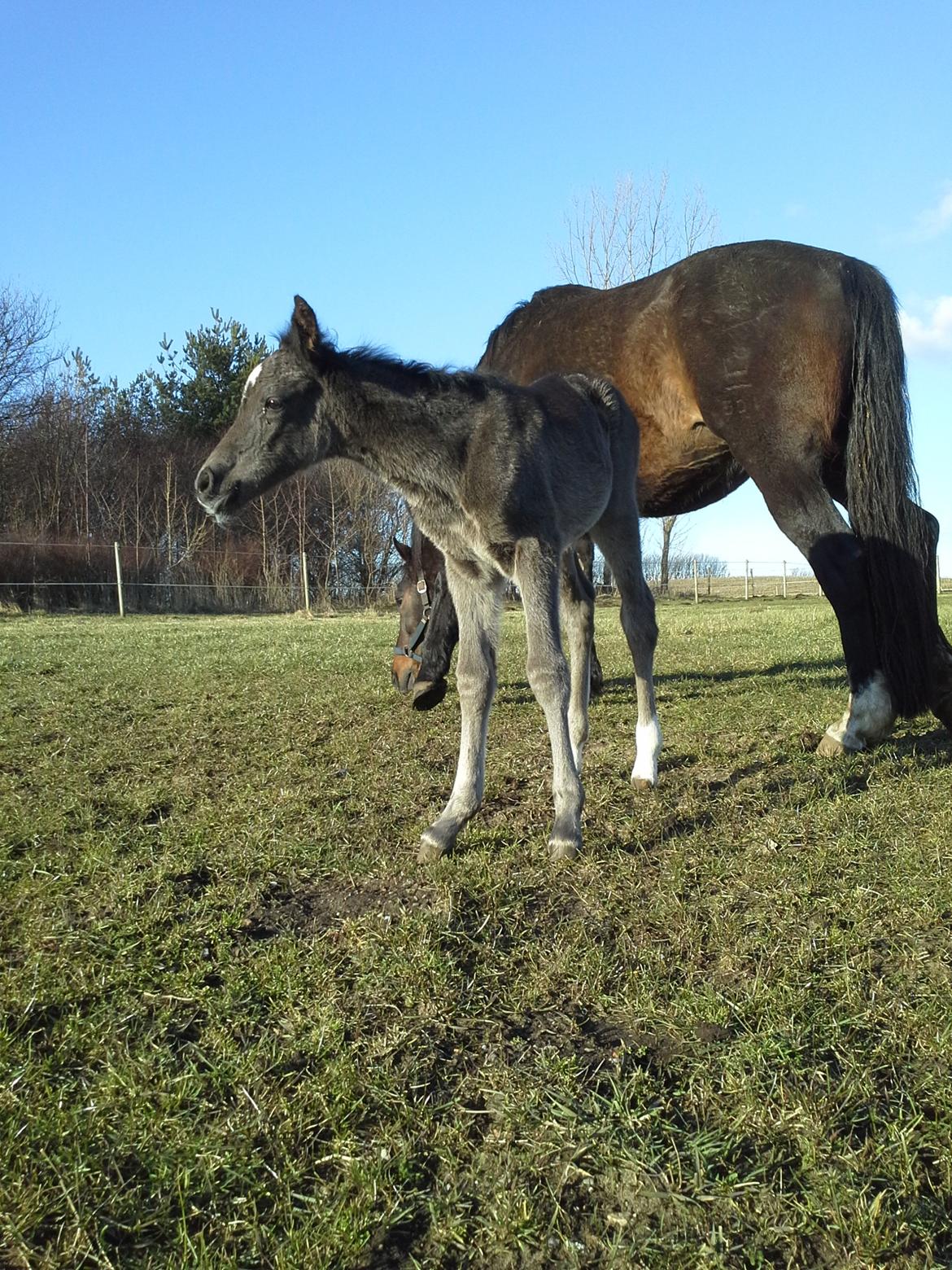 Welsh Partbred (Sec F) Struntze's Great Pleasure RSDH 784 - 24 timer gammel billede 17