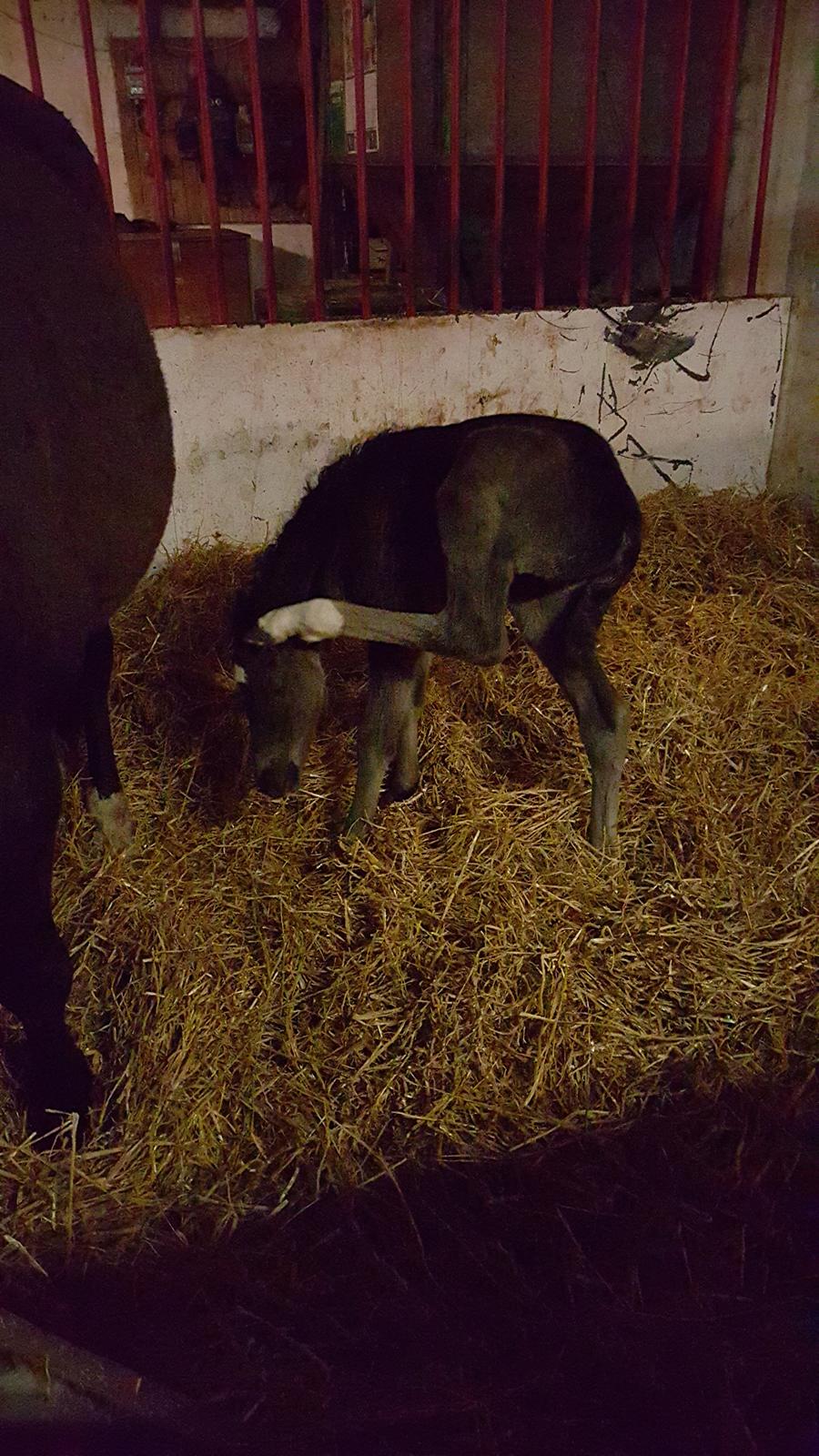 Welsh Partbred (Sec F) Struntze's Great Pleasure RSDH 784 - Det ikke nemt når de bitte små øre de klør :D billede 18