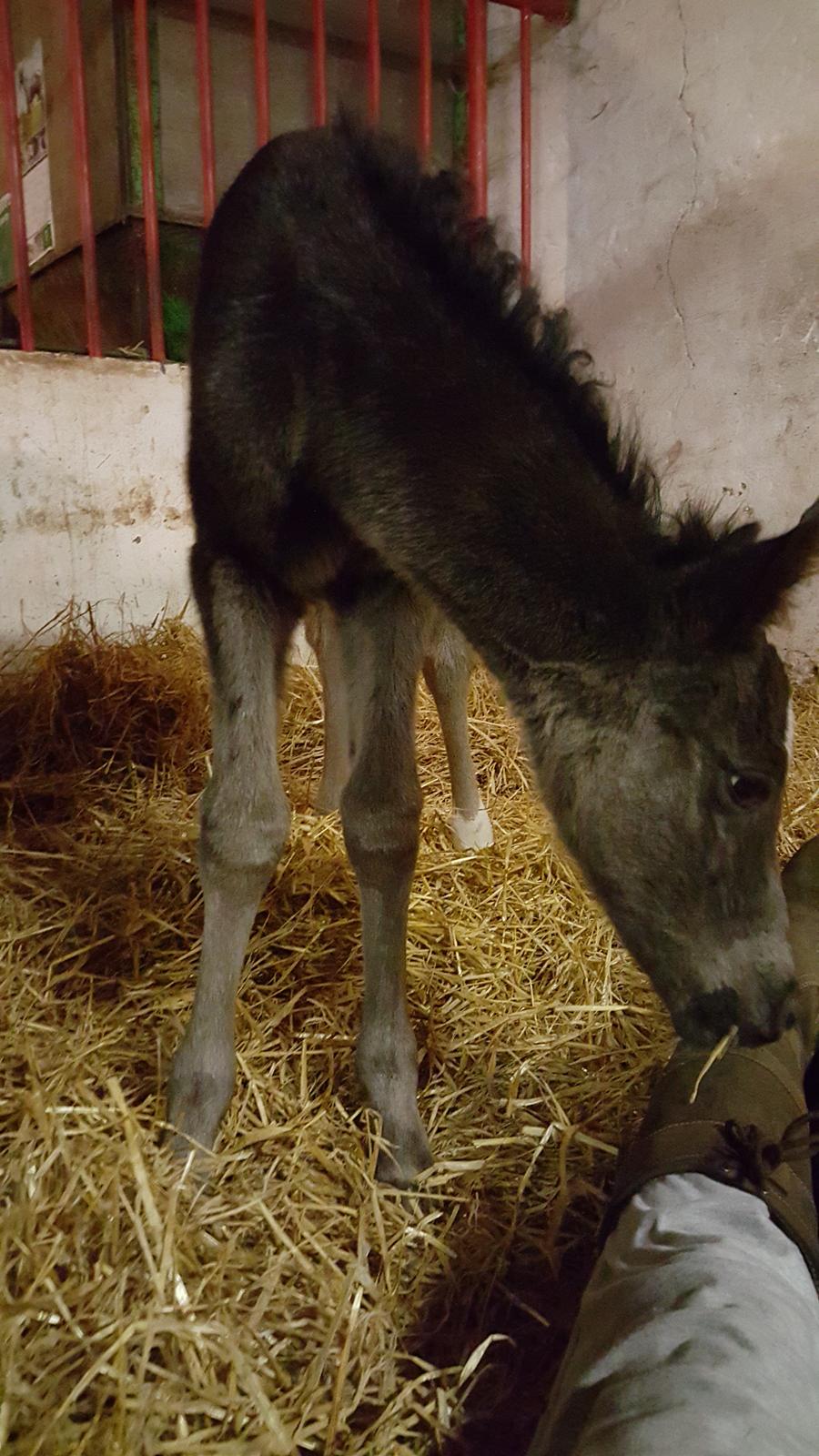 Welsh Partbred (Sec F) Struntze's Great Pleasure RSDH 784 - En MEGET nysgerrig Pølse 40 timer gammel billede 19