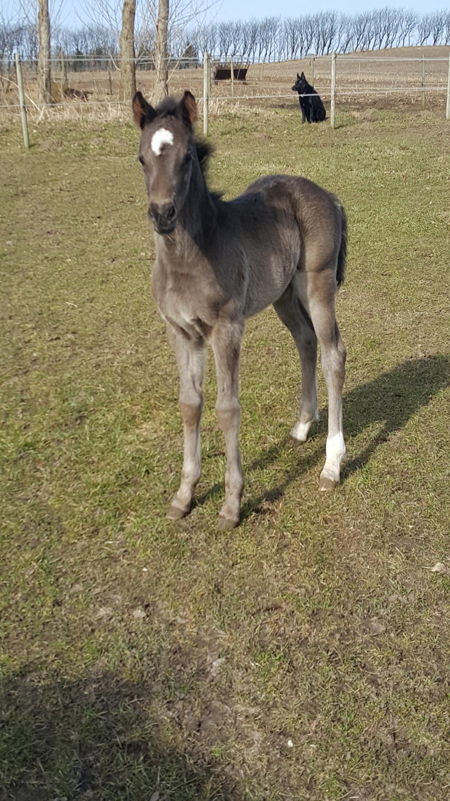 Welsh Partbred (Sec F) Struntze's Great Pleasure RSDH 784 billede 24