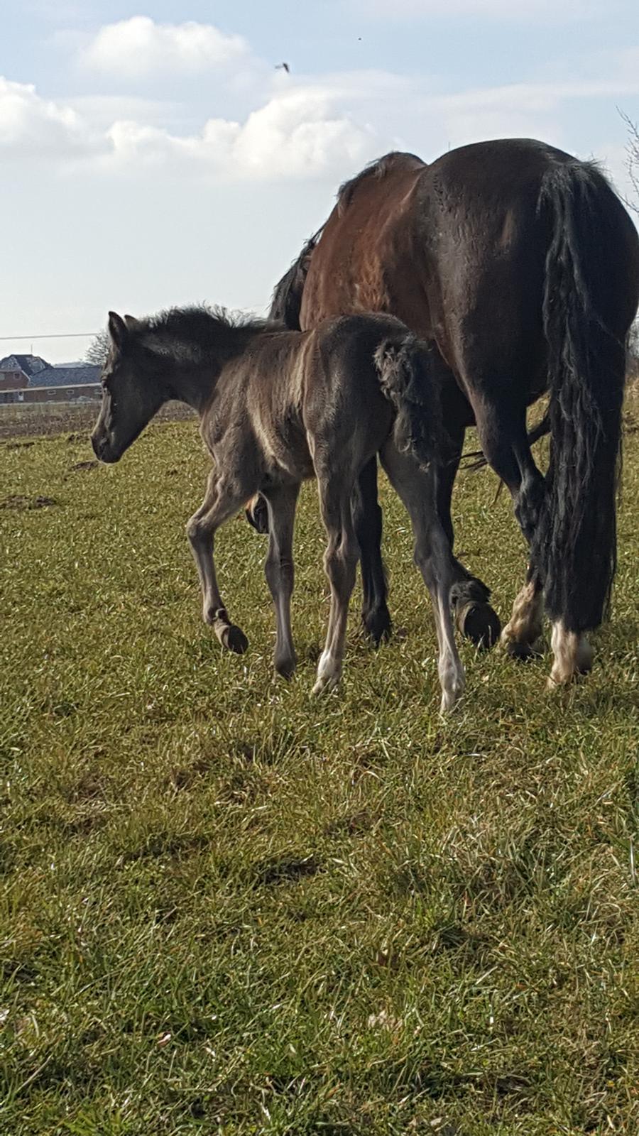 Welsh Partbred (Sec F) Struntze's Great Pleasure RSDH 784 billede 25