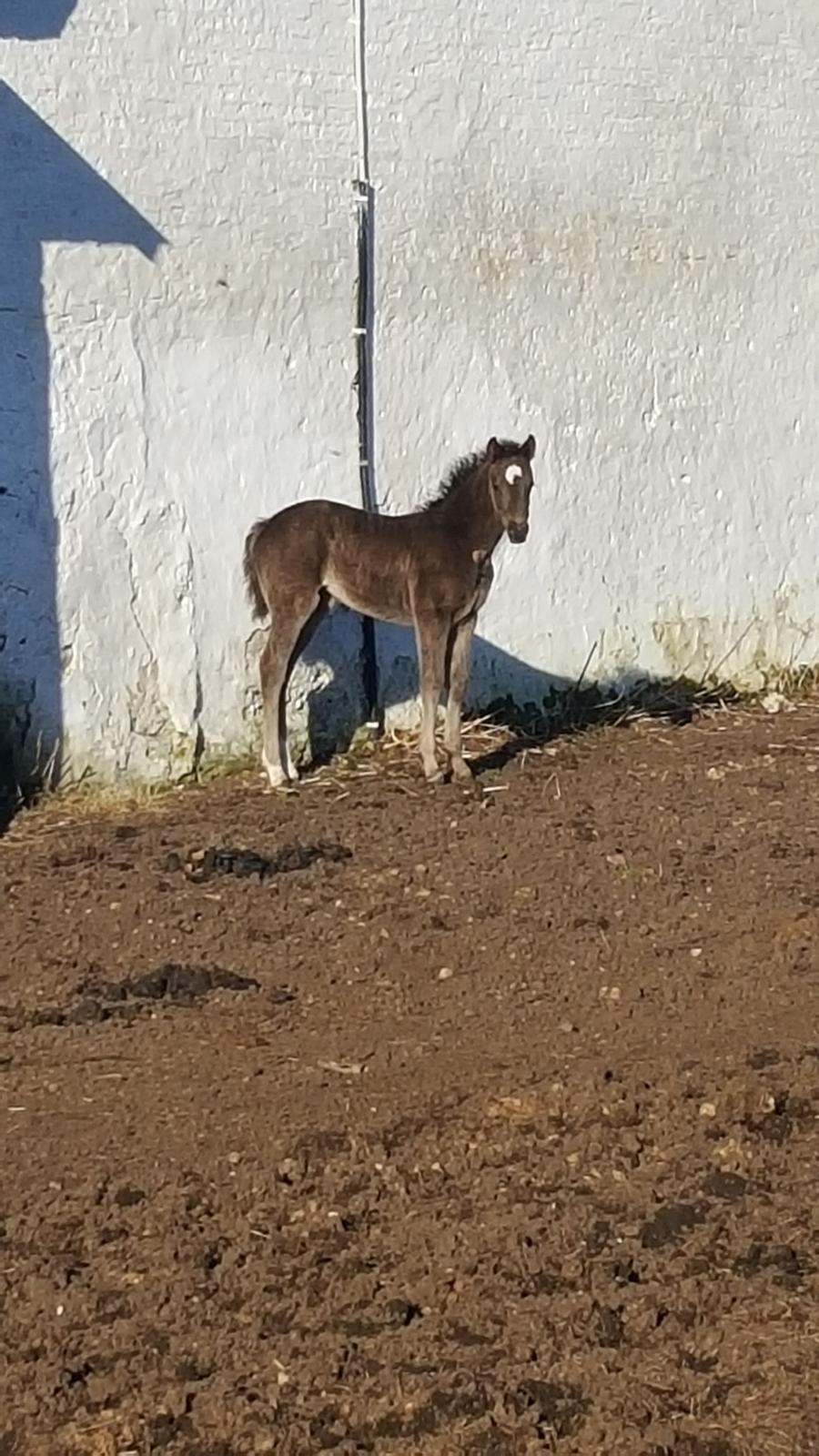 Welsh Partbred (Sec F) Struntze's Great Pleasure RSDH 784 billede 26