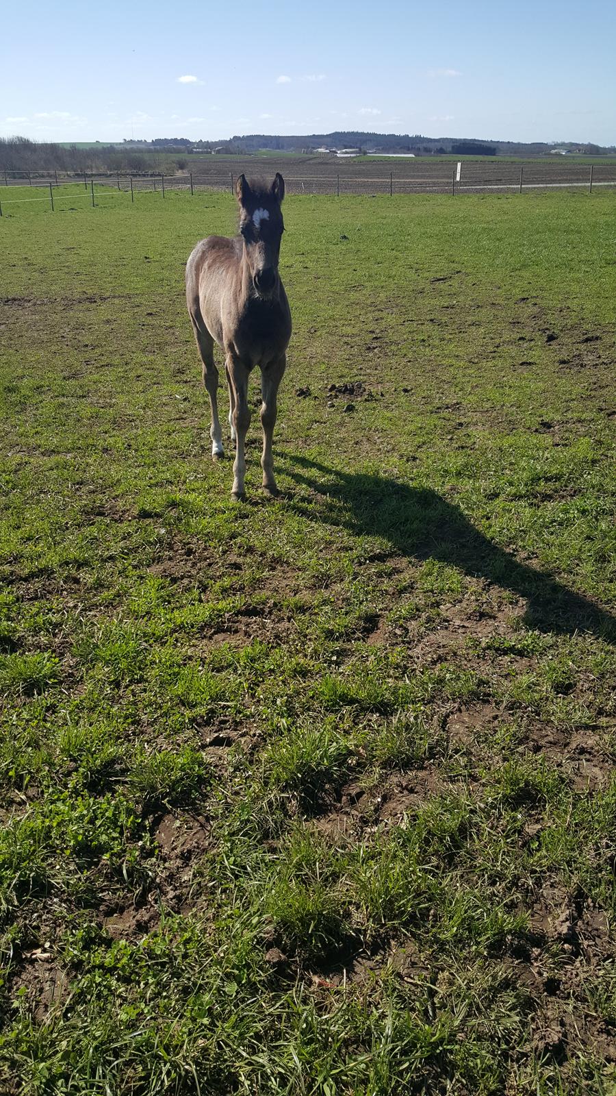 Welsh Partbred (Sec F) Struntze's Great Pleasure RSDH 784 billede 32