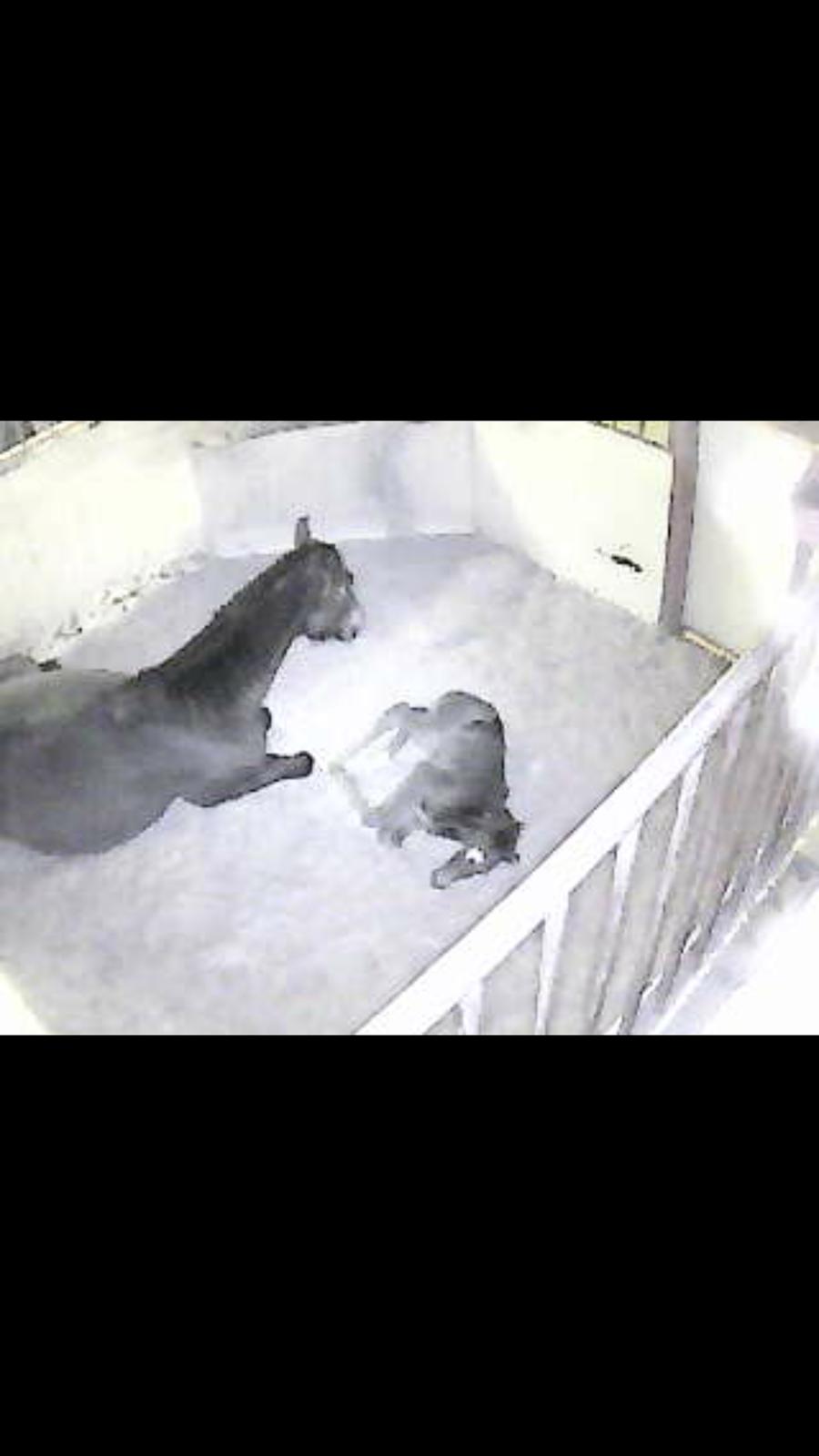 Welsh Partbred (Sec F) Struntze's Great Pleasure RSDH 784 - Er lykkelig for mit webcam når jeg på job billede 34