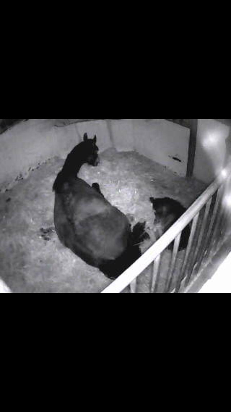 Welsh Partbred (Sec F) Struntze's Great Pleasure RSDH 784 - Er lykkelig for mit webcam med night vision billede 37