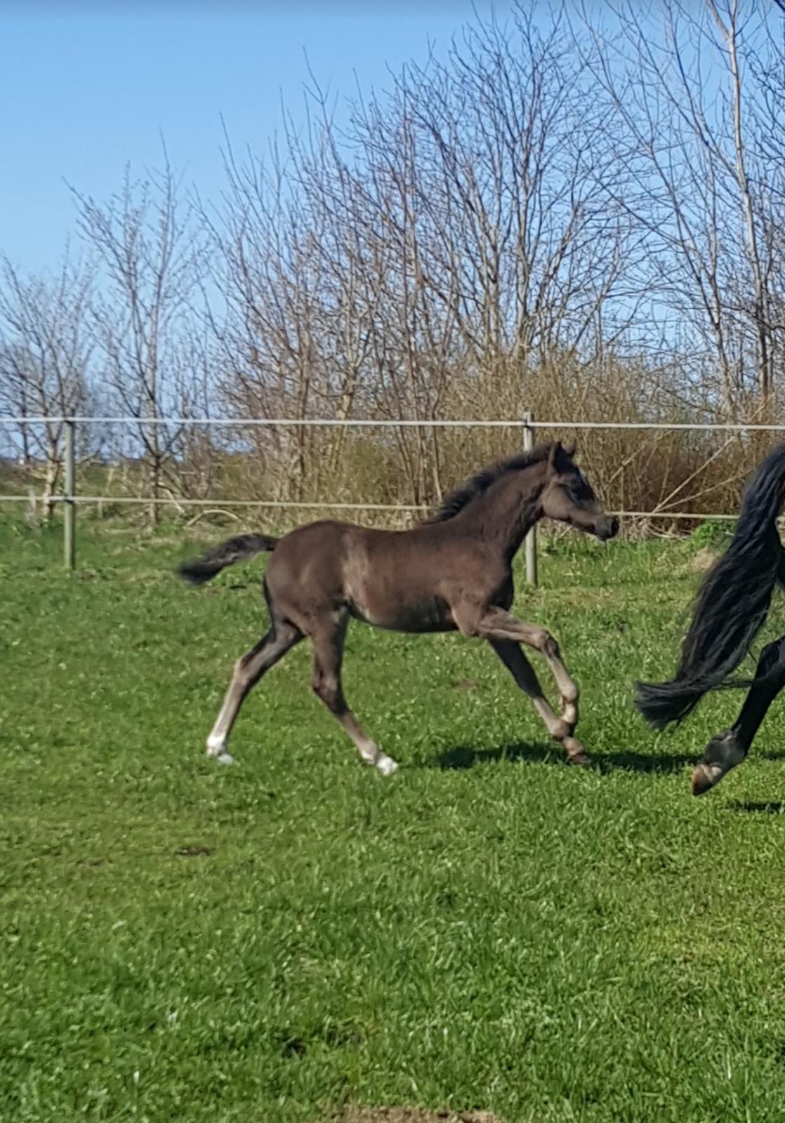 Welsh Partbred (Sec F) Struntze's Great Pleasure RSDH 784 - En dejlig solskins dag med fart over feltet billede 9