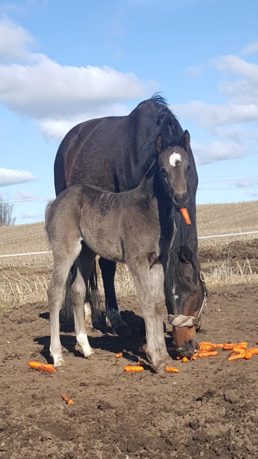 Welsh Partbred (Sec F) Struntze's Great Pleasure RSDH 784 - Velkommen til Pølse´s profil c") billede 4