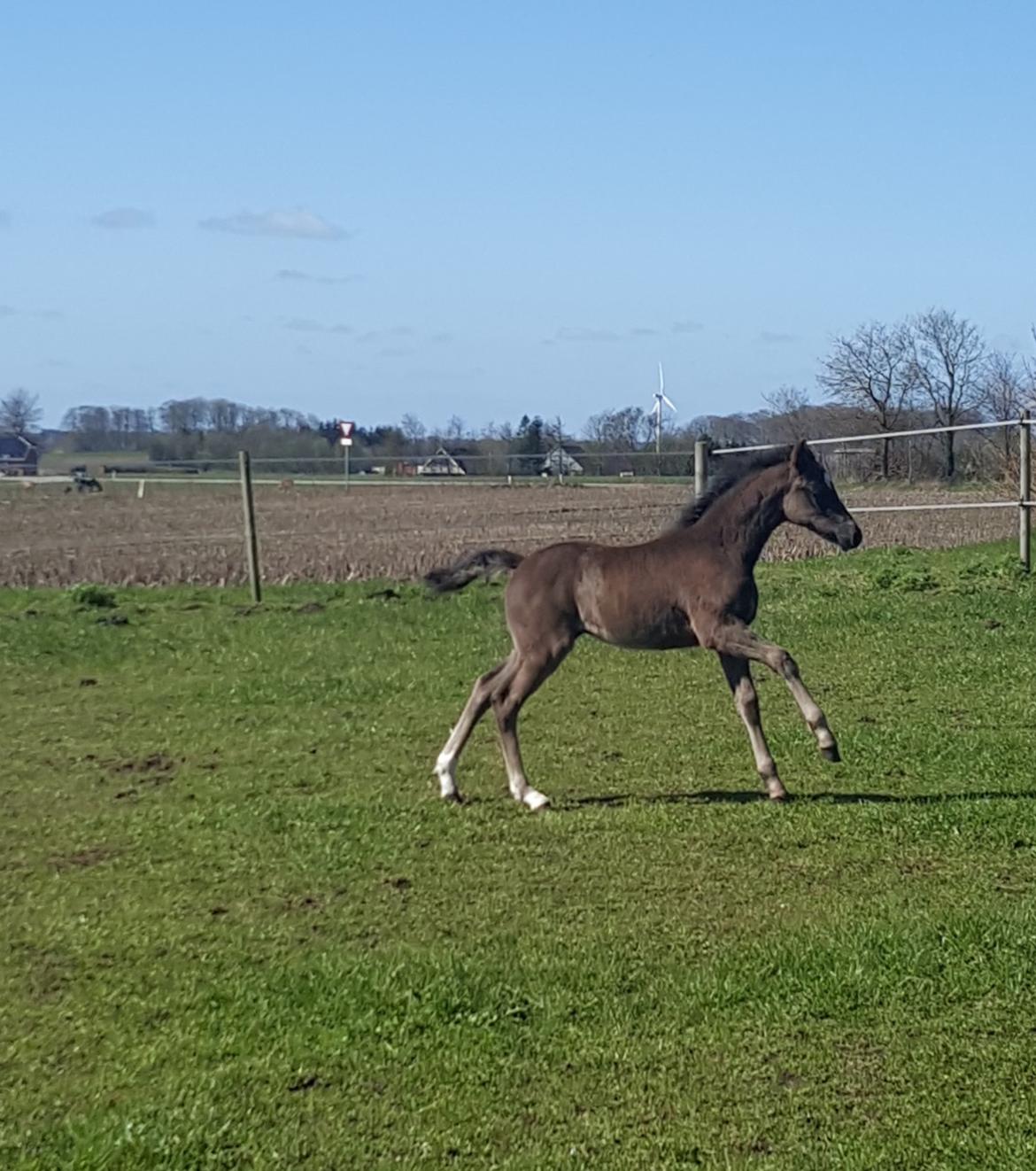 Welsh Partbred (Sec F) Struntze's Great Pleasure RSDH 784 - En dejlig solskins dag med fart over feltet billede 10